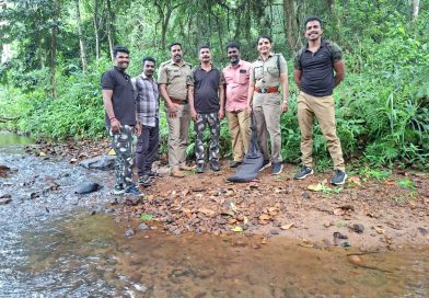 പേപ്പാറ അഞ്ചുമരുതും മൂടിൽ18 അടി നീളമുള്ള രാജവെമ്പാലയെ പിടികൂടി