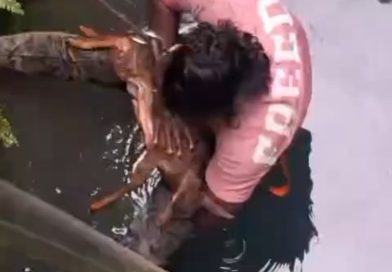 തൃശൂരിൽ  കിണറിൽ വീണ പുള്ളിമാൻ കുഞ്ഞിന് രക്ഷകനായി വനംവകുപ്പ് ജീവനക്കാരൻ ലിജോ