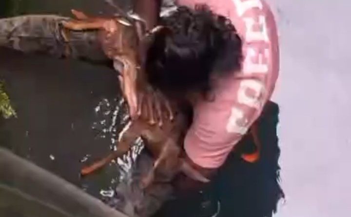 തൃശൂരിൽ  കിണറിൽ വീണ പുള്ളിമാൻ കുഞ്ഞിന് രക്ഷകനായി വനംവകുപ്പ് ജീവനക്കാരൻ ലിജോ