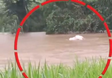 വയനാട്ടിൽ പനവല്ലിപ്പുഴ മുറിച്ചു കടക്കുന്നതിനിടെ  ആനക്കുട്ടി ഒഴുകി
