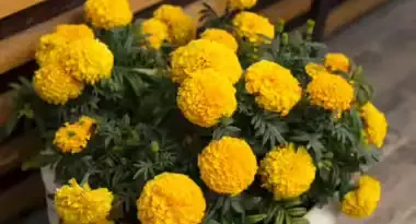 ചെണ്ടുമല്ലി സത്ത് ചർമ്മത്തിനും മുറിവിനും ദഹന പ്രശ്നങ്ങൾക്കും നല്ലതാണ്