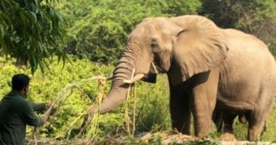 29 വർഷത്തെ ഒറ്റപ്പെടൽ, ഒടുവിൽ എലി കൊന്ന ആന..! ‘ശങ്കറി’ൻ്റെ മരണകാരണം വൈറൽ അണുബാധ 29 വർഷത്തെ ഒറ്റപ്പെടൽ, ഒടുവിൽ എലി കൊന്ന ആന..! ‘ശങ്കറി’ൻ്റെ മരണകാരണം വൈറൽ അണുബാധ