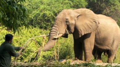 29 വർഷത്തെ ഒറ്റപ്പെടൽ, ഒടുവിൽ എലി കൊന്ന ആന..! ‘ശങ്കറി’ൻ്റെ മരണകാരണം വൈറൽ അണുബാധ 29 വർഷത്തെ ഒറ്റപ്പെടൽ, ഒടുവിൽ എലി കൊന്ന ആന..! ‘ശങ്കറി’ൻ്റെ മരണകാരണം വൈറൽ അണുബാധ