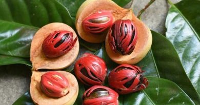 അറിയുമോ ജാതിക്കയുടെ അദ്ഭുത ഗുണങ്ങൾ