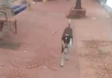 കോവളം ബീച്ചിൽ വിദേശ സഞ്ചാരിക്ക് നായയുടെ കടിയേറ്റു കോവളം ബീച്ചിൽ വിദേശ സഞ്ചാരിക്ക് നായയുടെ കടിയേറ്റു