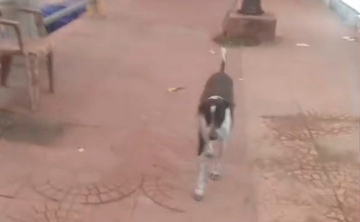 കോവളം ബീച്ചിൽ വിദേശ സഞ്ചാരിക്ക് നായയുടെ കടിയേറ്റു കോവളം ബീച്ചിൽ വിദേശ സഞ്ചാരിക്ക് നായയുടെ കടിയേറ്റു