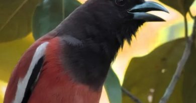 രാജവെമ്പാലയെ വെല്ലുന്ന വിഷവുമായി ഒരു പക്ഷി! ഒരു സ്പർശനം മതി, നിങ്ങളുടെ ഹൃദയം നിലയ്ക്കാൻ രാജവെമ്പാലയെ വെല്ലുന്ന വിഷവുമായി ഒരു പക്ഷി! ഒരു സ്പർശനം മതി, നിങ്ങളുടെ ഹൃദയം നിലയ്ക്കാൻ