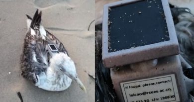 ചൈനീസ് ജിപിഎസ് ട്രാക്കർ ഘടിപ്പിച്ച കടൽ കാക്കയെ കണ്ടെത്തി ചൈനീസ് ജിപിഎസ് ട്രാക്കർ ഘടിപ്പിച്ച കടൽ കാക്കയെ കണ്ടെത്തി