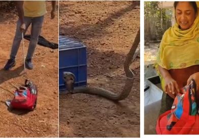 ഒന്നാം ക്ലാസുകാരന്റെ സ്കൂൾ ബാഗിൽ മൂർഖൻ പാമ്പ് ഒന്നാം ക്ലാസുകാരന്റെ സ്കൂൾ ബാഗിൽ മൂർഖൻ പാമ്പ്