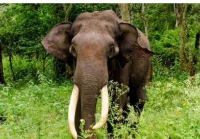 മീനാങ്കൽ ജനവാസ മേഖലയിലെ കാട്ടാനഭീതിയിൽ സുരക്ഷ നടപടികൾ ശക്തമാക്കണം : മീനാങ്കൽ കുമാർ മീനാങ്കൽ ജനവാസ മേഖലയിലെ കാട്ടാനഭീതിയിൽ സുരക്ഷ നടപടികൾ ശക്തമാക്കണം : മീനാങ്കൽ കുമാർ