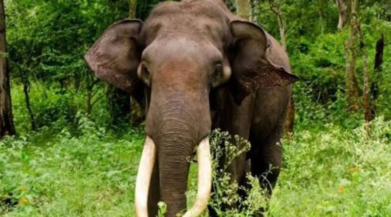 മീനാങ്കൽ ജനവാസ മേഖലയിലെ കാട്ടാനഭീതിയിൽ സുരക്ഷ നടപടികൾ ശക്തമാക്കണം : മീനാങ്കൽ കുമാർ മീനാങ്കൽ ജനവാസ മേഖലയിലെ കാട്ടാനഭീതിയിൽ സുരക്ഷ നടപടികൾ ശക്തമാക്കണം : മീനാങ്കൽ കുമാർ