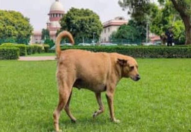 കടിക്കാൻ വരുന്ന പട്ടിക്ക് കൗൺസിലിങ് കൊടുക്കാൻ പറ്റുമോ?” സുപ്രീം കോടതി കടിക്കാൻ വരുന്ന പട്ടിക്ക് കൗൺസിലിങ് കൊടുക്കാൻ പറ്റുമോ?” സുപ്രീം കോടതി