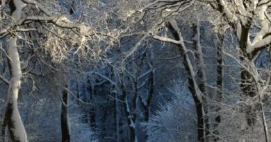 വെടിയൊച്ച പോലൊരു മുഴക്കം, പിന്നാലെ വലിയൊരു പിളർപ്പ്; പ്രകൃതി നൽകുന്ന ആ ഭയപ്പെടുത്തുന്ന മുന്നറിയിപ്പ് വെടിയൊച്ച പോലൊരു മുഴക്കം, പിന്നാലെ വലിയൊരു പിളർപ്പ്; പ്രകൃതി നൽകുന്ന ആ ഭയപ്പെടുത്തുന്ന മുന്നറിയിപ്പ്