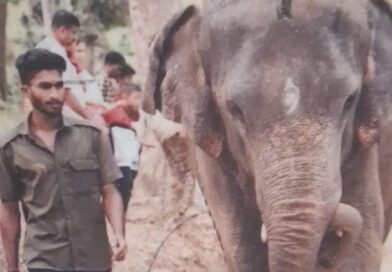 കോട്ടൂർ ആനപരിപാലന കേന്ദ്രത്തിൽ ആനയുടെ ആക്രമണത്തിൽ പാപ്പാൻ കൊല്ലപ്പെട്ടു05/02/2026