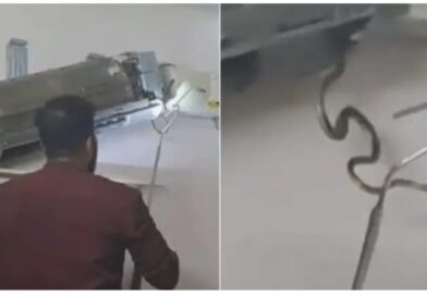 വീടിനുളളിൽ സ്ഥാപിച്ച എയർ കണ്ടീഷനുള്ളിൽ അഞ്ച് പാമ്പുകളെ കണ്ടെത്തി      