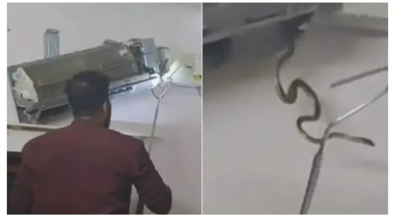 വീടിനുളളിൽ സ്ഥാപിച്ച എയർ കണ്ടീഷനുള്ളിൽ അഞ്ച് പാമ്പുകളെ കണ്ടെത്തി      