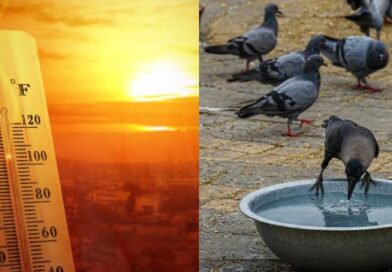 കേരളം കത്തുന്നു, മഴയെ നോക്കണ്ട! സംസ്ഥാനത്ത് ഉയർന്ന താപനില മുന്നറിയിപ്പ്; കാലാവസ്ഥ