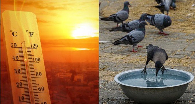 കേരളം കത്തുന്നു, മഴയെ നോക്കണ്ട! സംസ്ഥാനത്ത് ഉയർന്ന താപനില മുന്നറിയിപ്പ്; കാലാവസ്ഥ