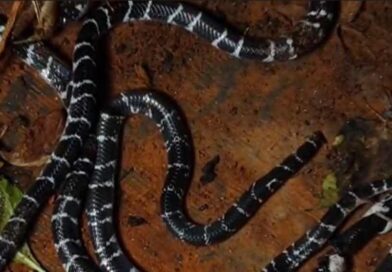 കുറ്റ്യാടിയില്‍ വീടിനുളളില്‍ പാമ്പുകള്‍; ഒറ്റ ദിവസം കണ്ടെത്തിയത് അഞ്ച് ശംഖുവരയൻ പാമ്പുകളെ