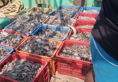 നിരോധിത വലകൾ ഉപയോഗിച്ച് ചെറുമത്സ്യങ്ങളെ പിടിച്ച ബോട്ട് ഫിഷറീസ് മറൈൻ എൻഫോഴ്സ്മെന്റ് അധികൃതർ പിടികൂടി