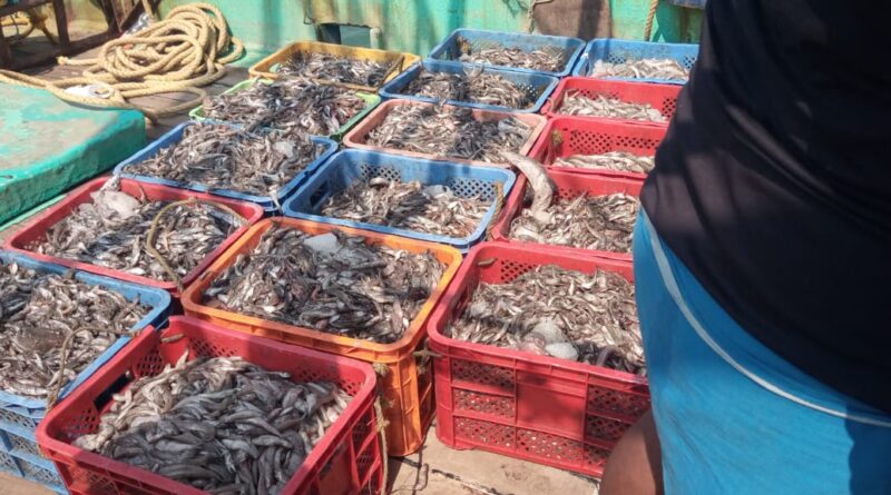 നിരോധിത വലകൾ ഉപയോഗിച്ച് ചെറുമത്സ്യങ്ങളെ പിടിച്ച ബോട്ട് ഫിഷറീസ് മറൈൻ എൻഫോഴ്സ്മെന്റ് അധികൃതർ പിടികൂടി