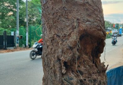 നൂറ്റിയമ്പത് വർഷത്തിലധികം പഴക്കമുള്ള മാവ് മരം അപകടകരമായ നിലയിൽ