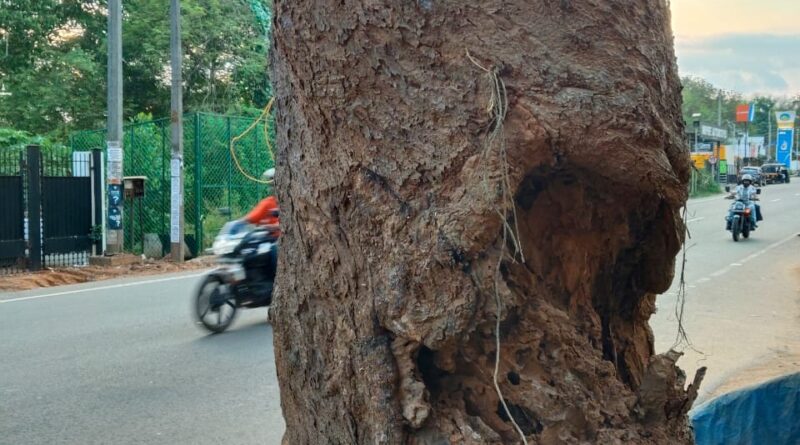 നൂറ്റിയമ്പത് വർഷത്തിലധികം പഴക്കമുള്ള മാവ് മരം അപകടകരമായ നിലയിൽ