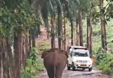 കാട്ടാന ഭീതിയിൽ അതിരപ്പിള്ളി; ആർ.ആർ.ടി സംഘത്തിന് നേരെ കാട്ടാനയുടെ പാഞ്ഞടുക്കൽ കാട്ടാന ഭീതിയിൽ അതിരപ്പിള്ളി; ആർ.ആർ.ടി സംഘത്തിന് നേരെ കാട്ടാനയുടെ പാഞ്ഞടുക്കൽ
