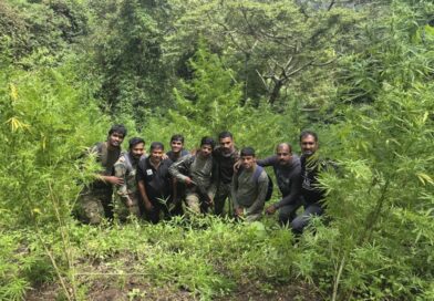 അട്ടപ്പാടിയിൽ വൻ കഞ്ചാവ് വേട്ട; 7,300ഓളം തൈകൾ നശിപ്പിച്ചു