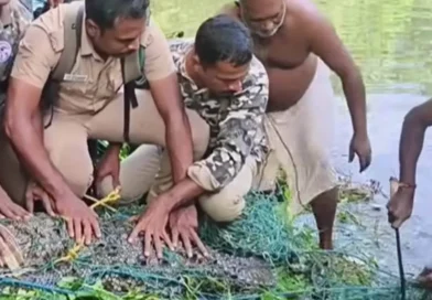 കന്യാകുമാരിയിൽ ഏഴു മാസമായി ഭീതി പരത്തിയ 300 കിലോ ഭാരമുള്ള മുതല വലയിലായി