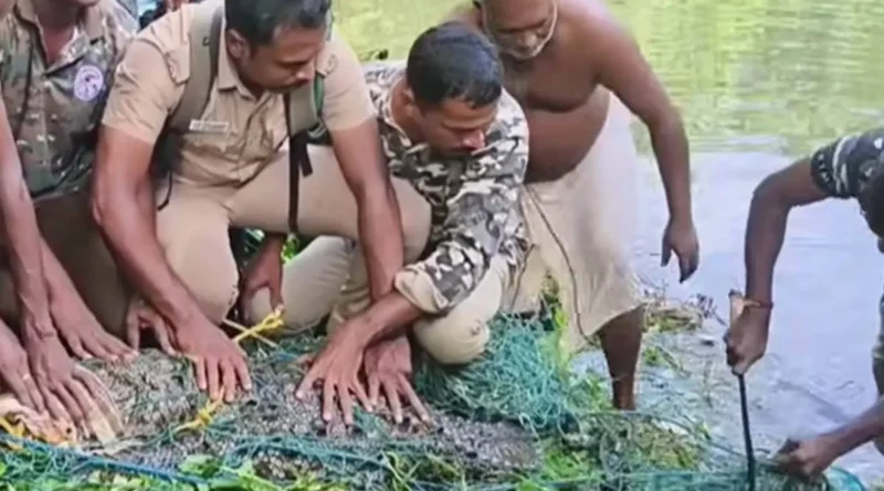 കന്യാകുമാരിയിൽ ഏഴു മാസമായി ഭീതി പരത്തിയ 300 കിലോ ഭാരമുള്ള മുതല വലയിലായി